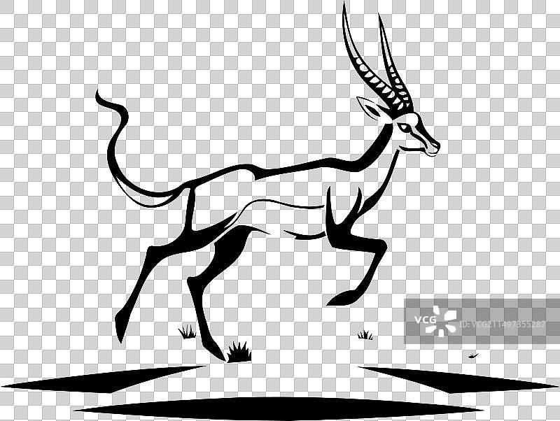 非洲瞪羚白色背景动物照片图片素材