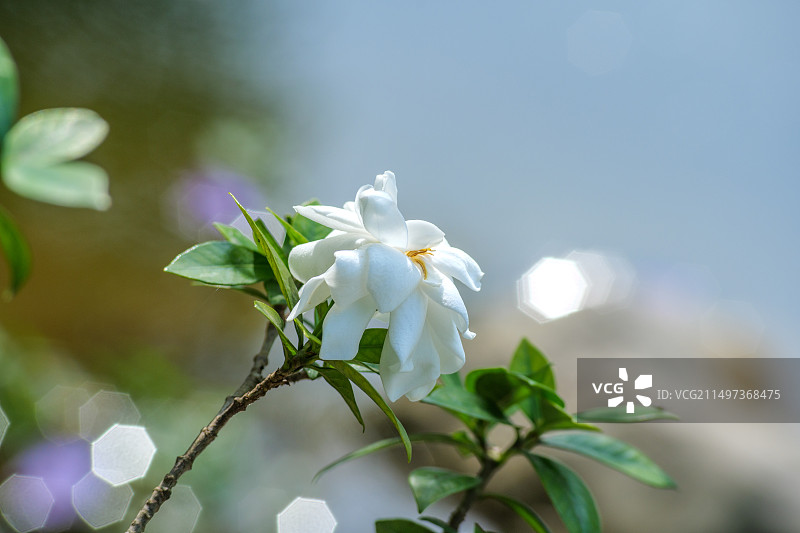 栀子花特写镜头图片素材