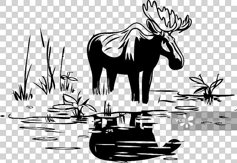 湖面上的驼鹿图片素材