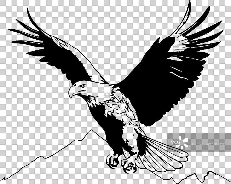 美国老鹰山脉中的老鹰图片素材