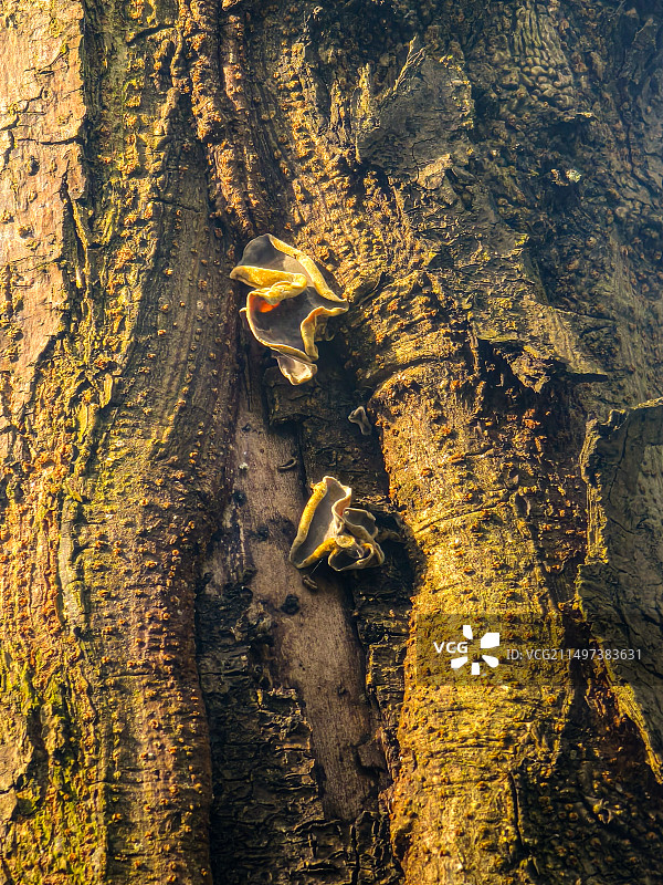 天然木耳图片素材