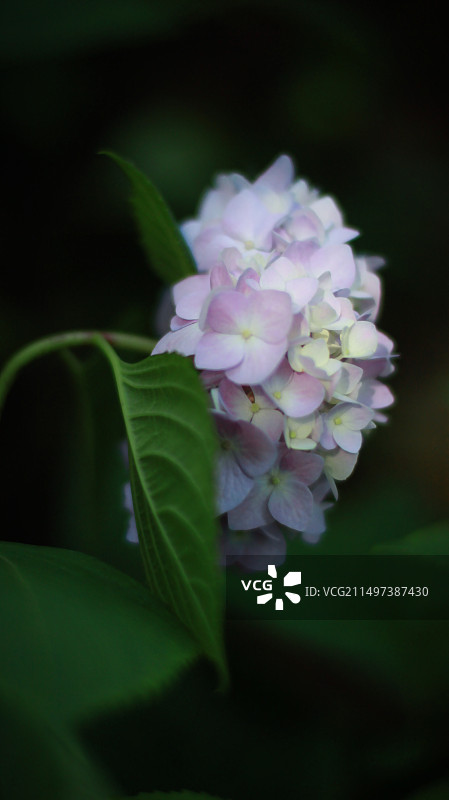 无尽夏图片素材