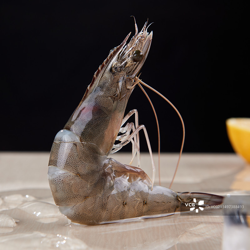 一只新鲜大虾，光泽诱人，细长触须清晰可见图片素材