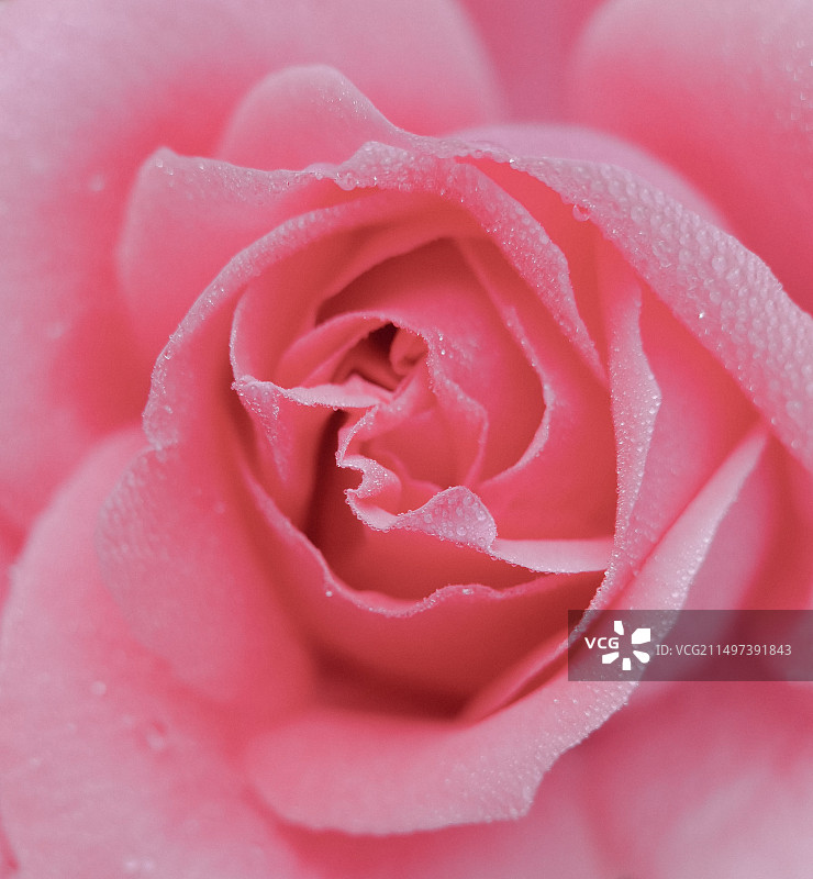 湿粉红玫瑰特写镜头图片素材