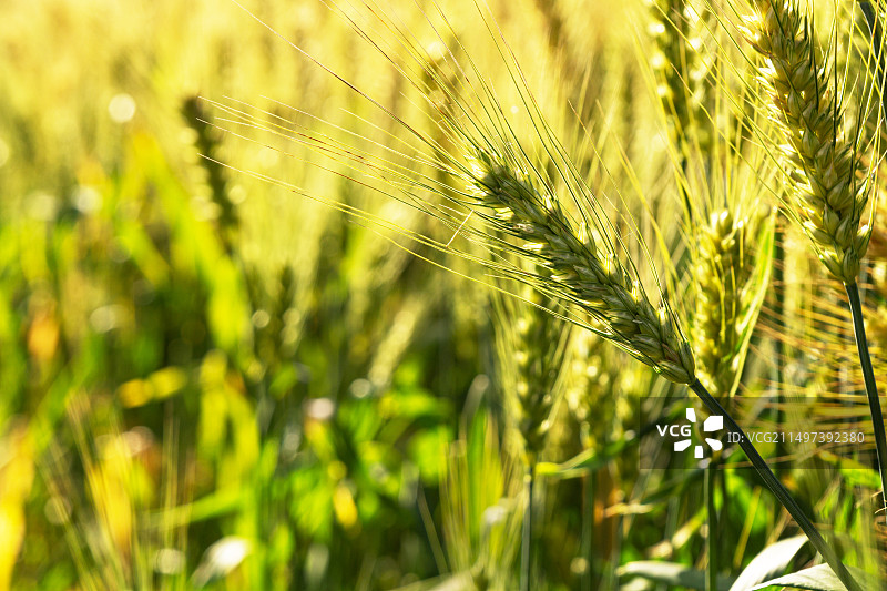 农田里的大麦成熟了图片素材