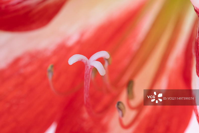 白色背景上的朱顶红花朵特写图片素材