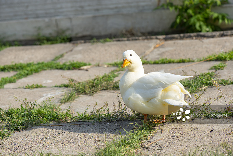 白色樱桃谷鸭子图片素材