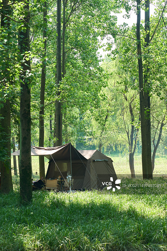 春天，晴天森林中的露营帐篷图片素材