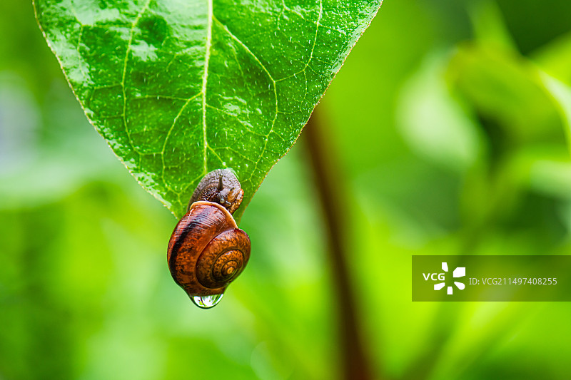 植物绿叶上的蜗牛特写镜头图片素材