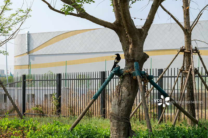 粗壮树干上站着一只鸟图片素材