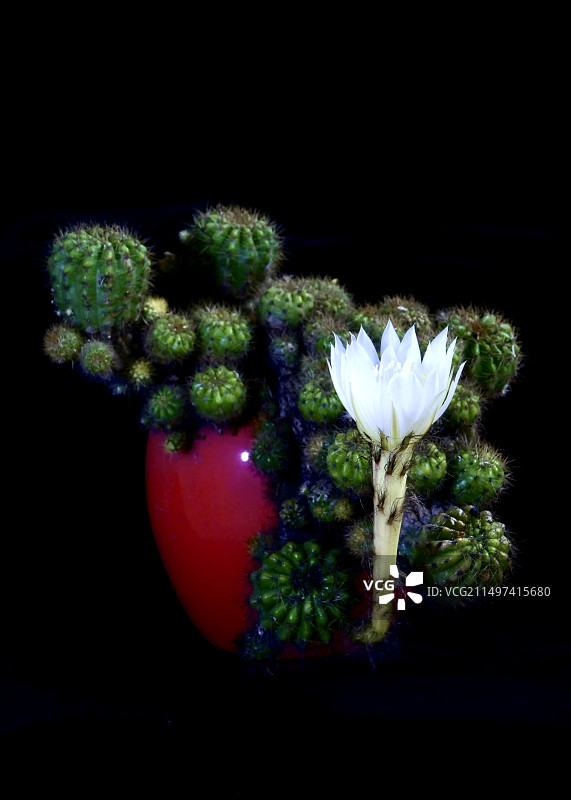 仙人球开花图片素材