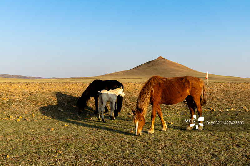 草原生活，牧马，蒙古马，马吃草，夕阳图片素材