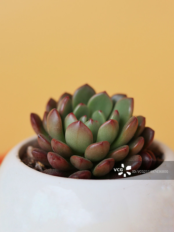 多肉植物特写镜头图片素材