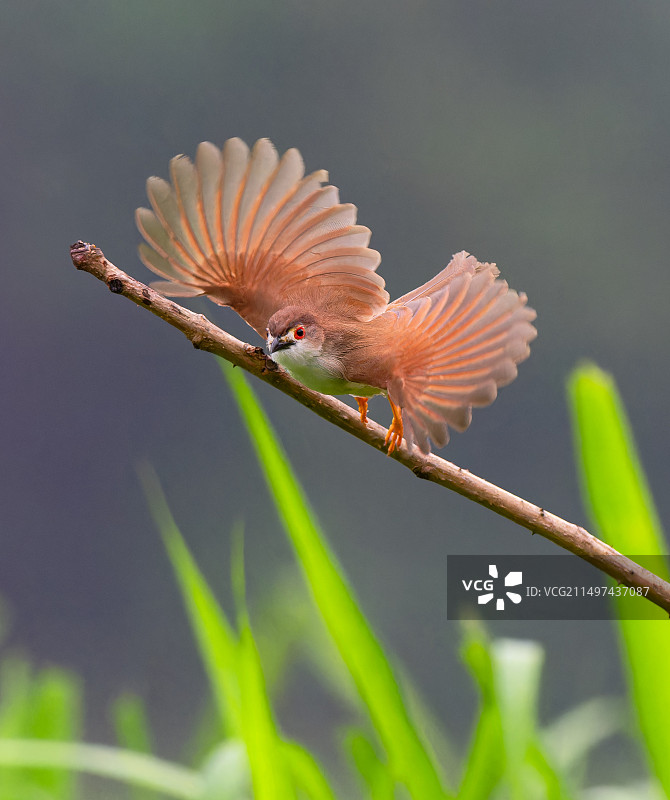 金眼鹛雀图片素材