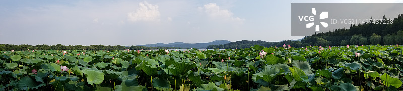 杭州西湖夏日荷塘图片素材