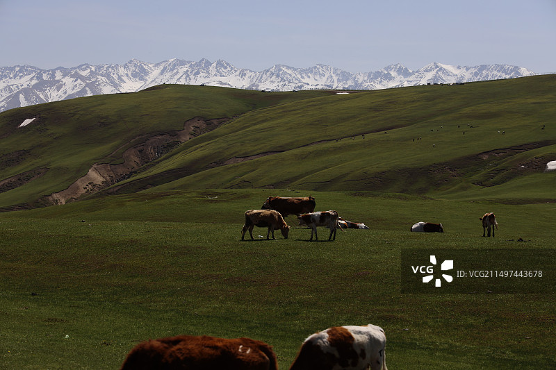 塔城地区图片素材
