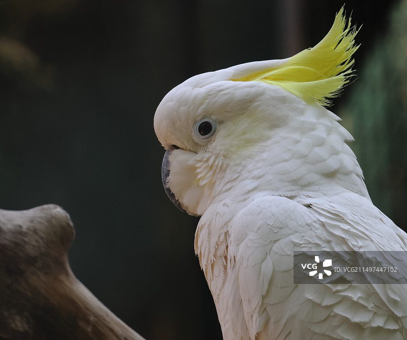 漂亮的白色鹦鹉图片素材