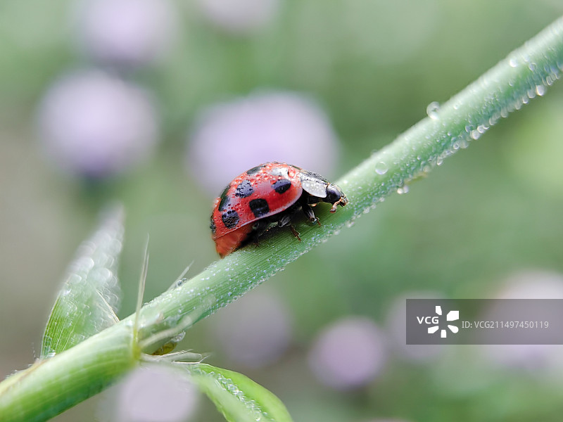 春天里的红瓢虫图片素材