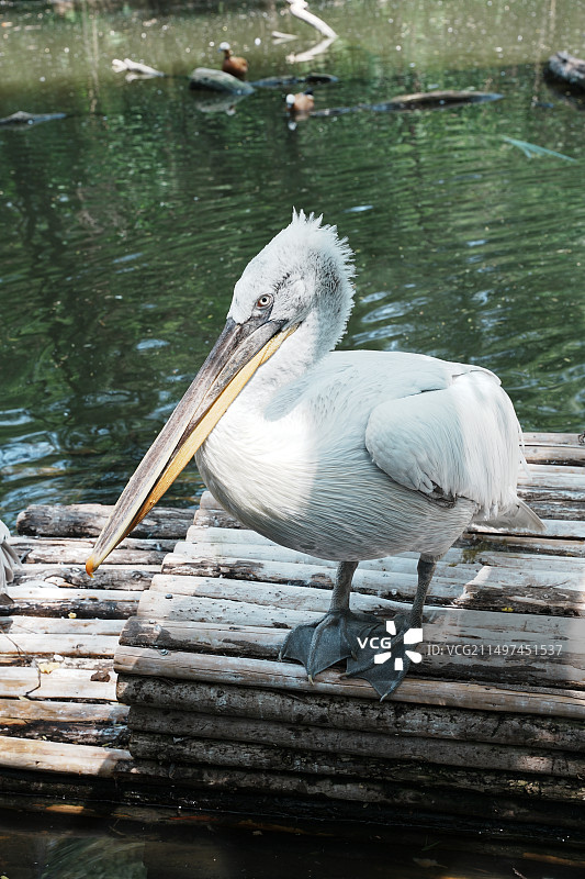 野生动物园一游图片素材