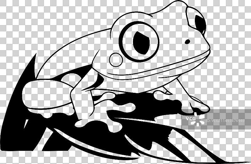 绿树蛙栖息在绿叶上图片素材