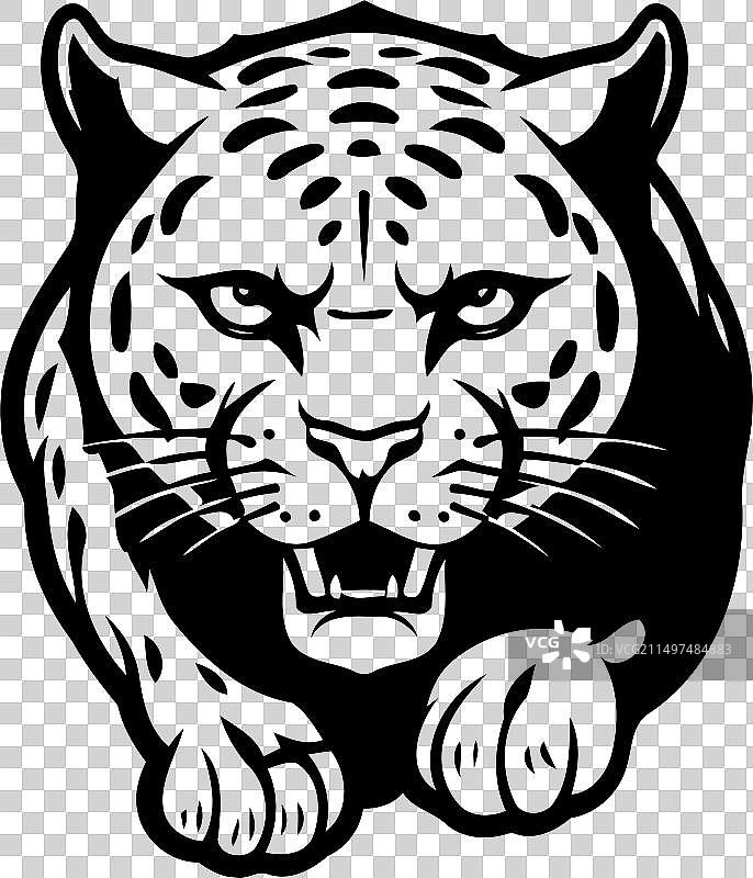 白色背景下的老虎头图片素材