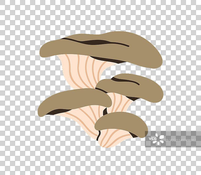 平菇食用菌群图片素材