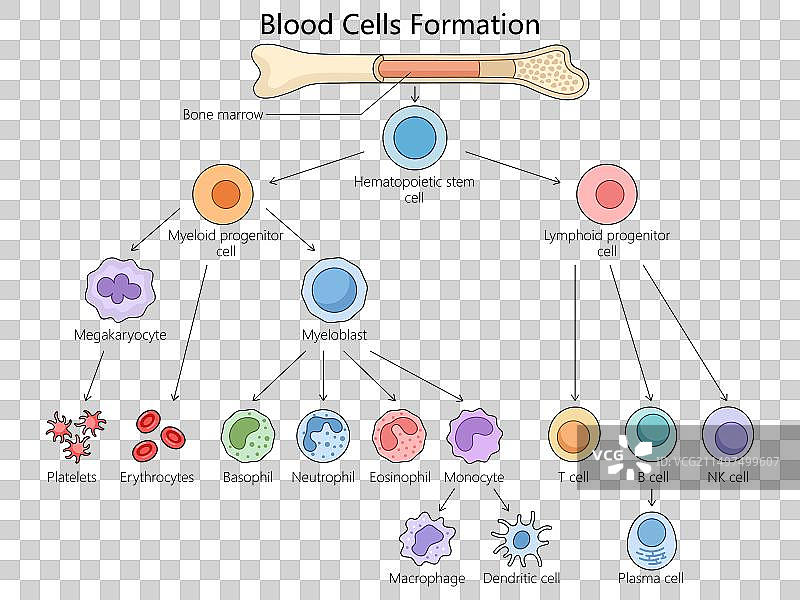 血液生成过程医学图图片素材