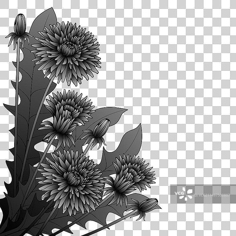 黑白蒲公英采集图图片素材