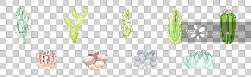 叶片肥厚的多肉沙漠植物图片素材