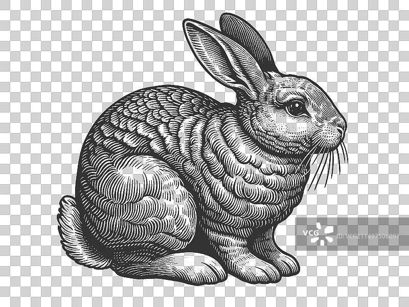 兔子刻 engraving图片素材