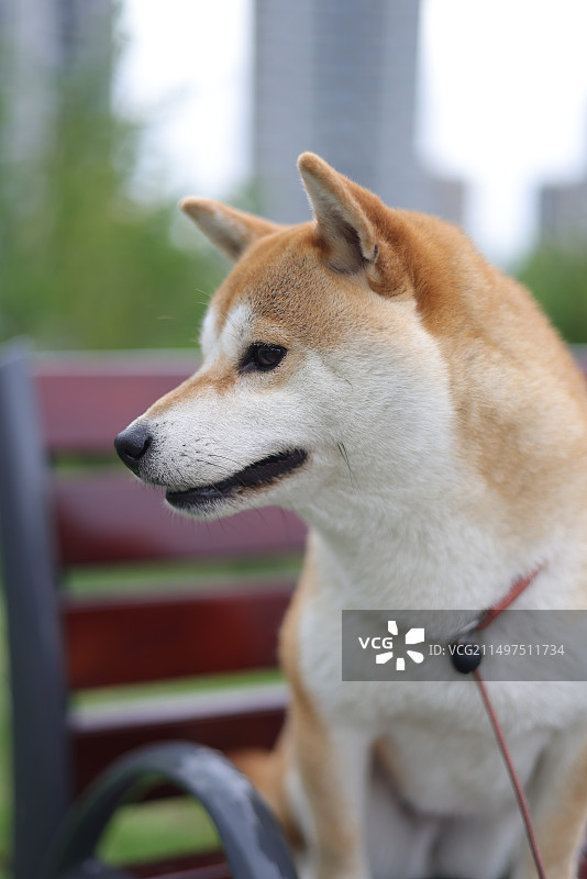 柴犬 狗狗 草地上的柴犬图片素材