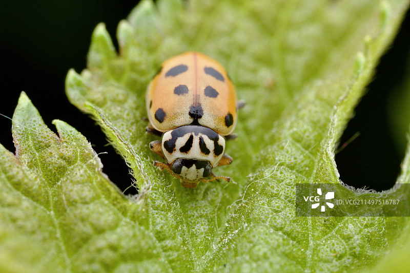 绿叶上的小瓢虫图片素材