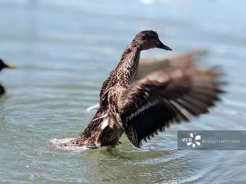 丑小鸭也有梦想图片素材