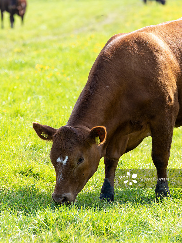 牛吃草图片素材