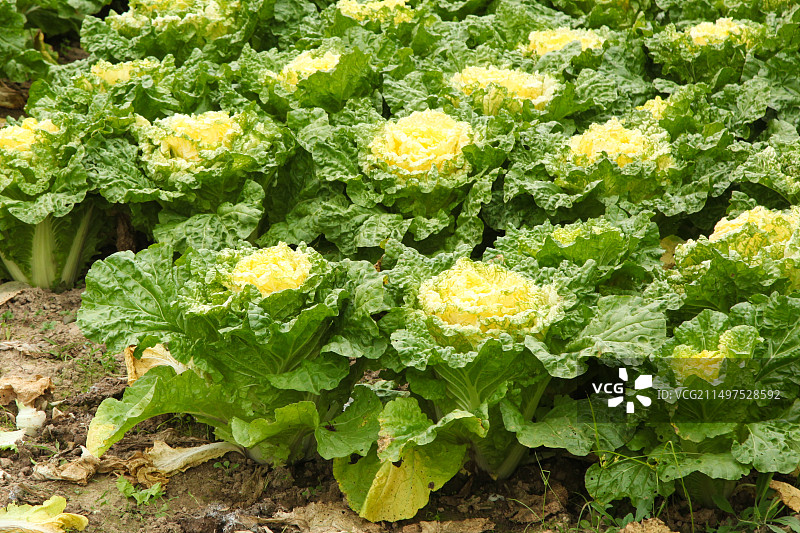 大白菜图片素材