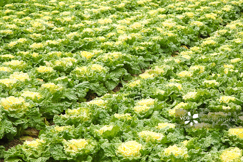 大白菜图片素材