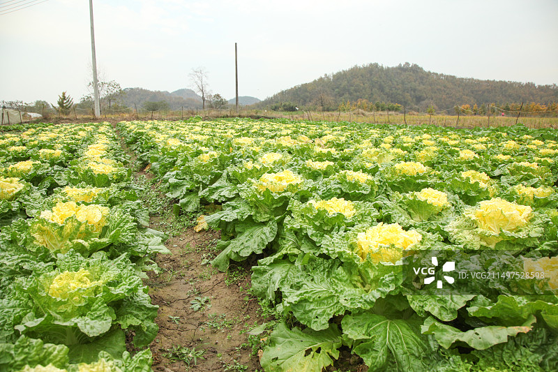 大白菜图片素材