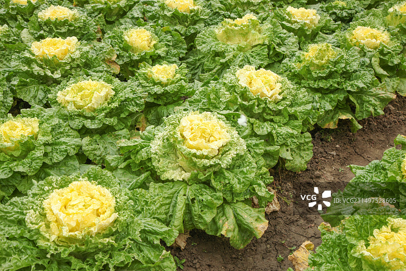 大白菜图片素材