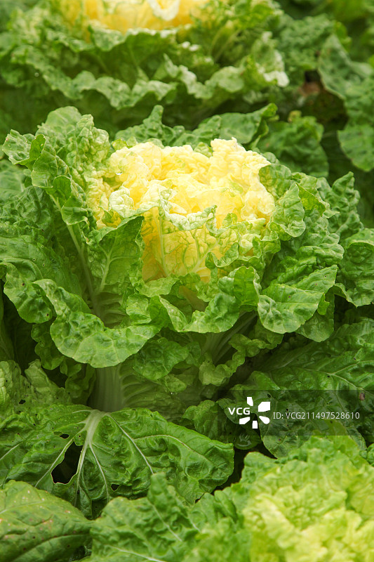 大白菜图片素材