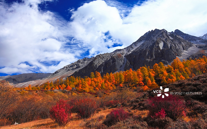 稻城冲古草坝图片素材