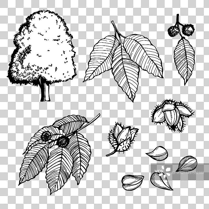 山毛榉树叶和坚果素描图片素材