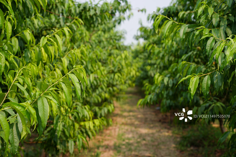 城中的桃园，两排桃树绿叶的特写图片素材
