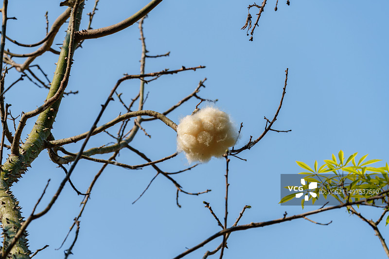 美丽异木棉图片素材