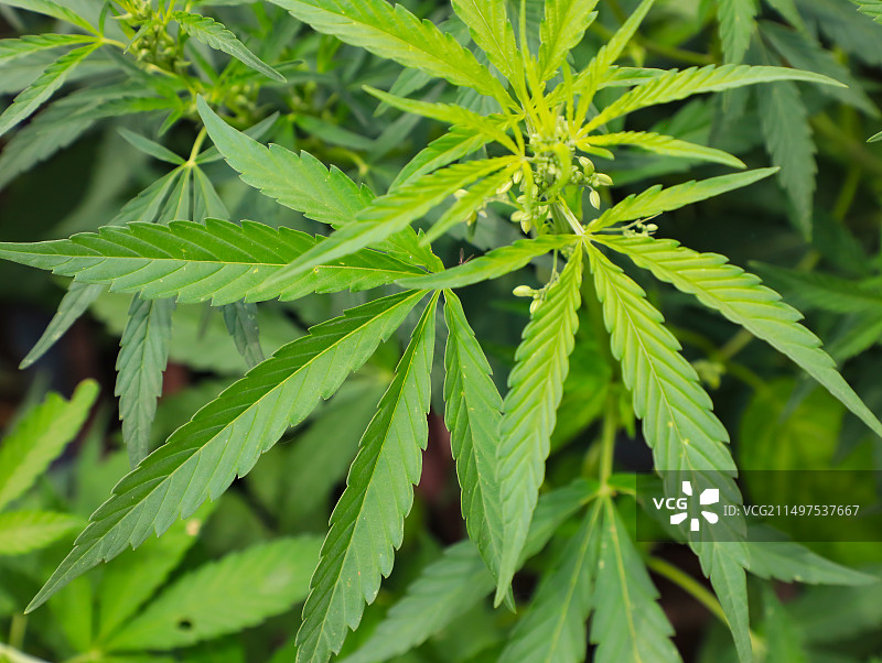 大麻、野生大麻（仅作科普教育使用）图片素材