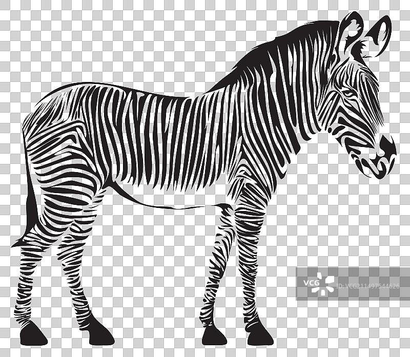 斑马黑白简笔画图片素材