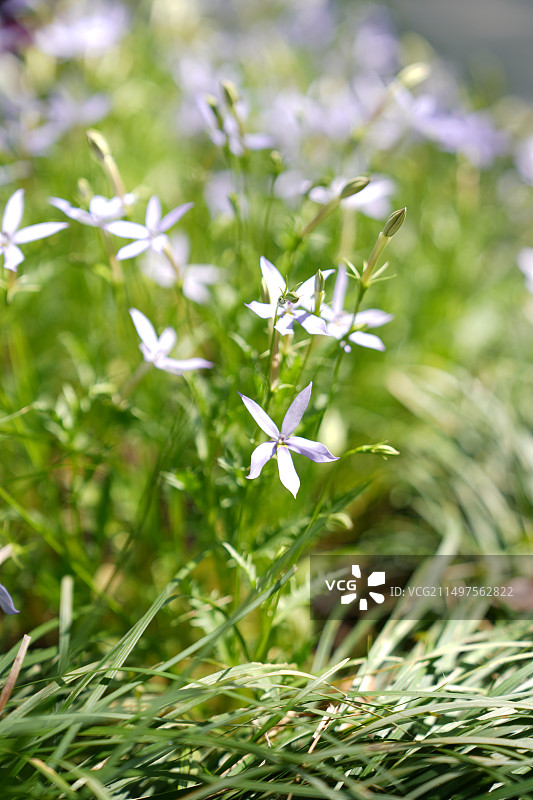 流星花图片素材
