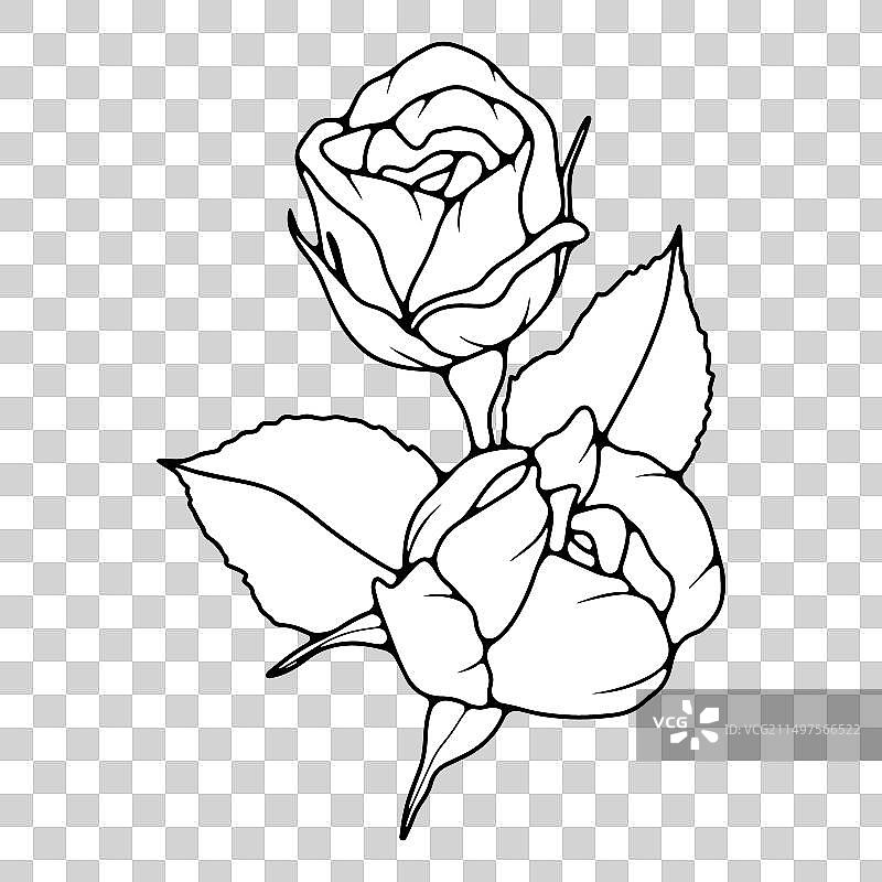 手绘黑白玫瑰花卉图片素材