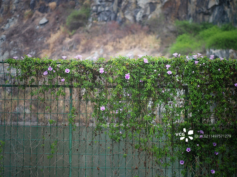 牵牛花栏杆图片素材