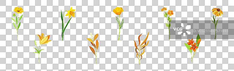 美丽橙色花朵花苞茎上图片素材