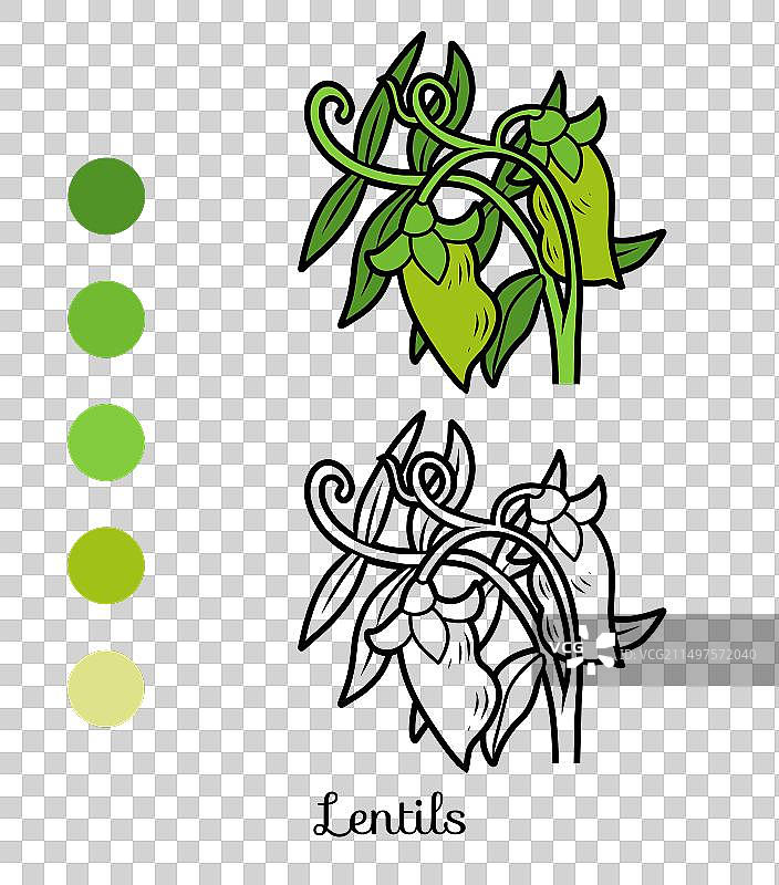 儿童涂色书：扁豆图片素材